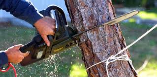 Best Lawn Pest Prevention  in Roslyn Estates, NY