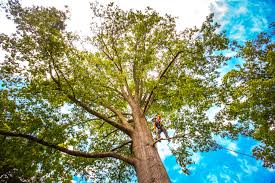 Best Palm Tree Trimming  in Roslyn Estates, NY
