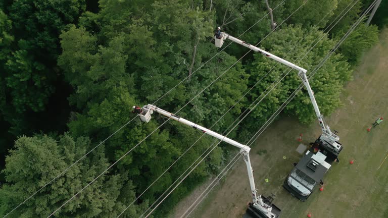 Best Emergency Tree Removal  in Roslyn Estates, NY